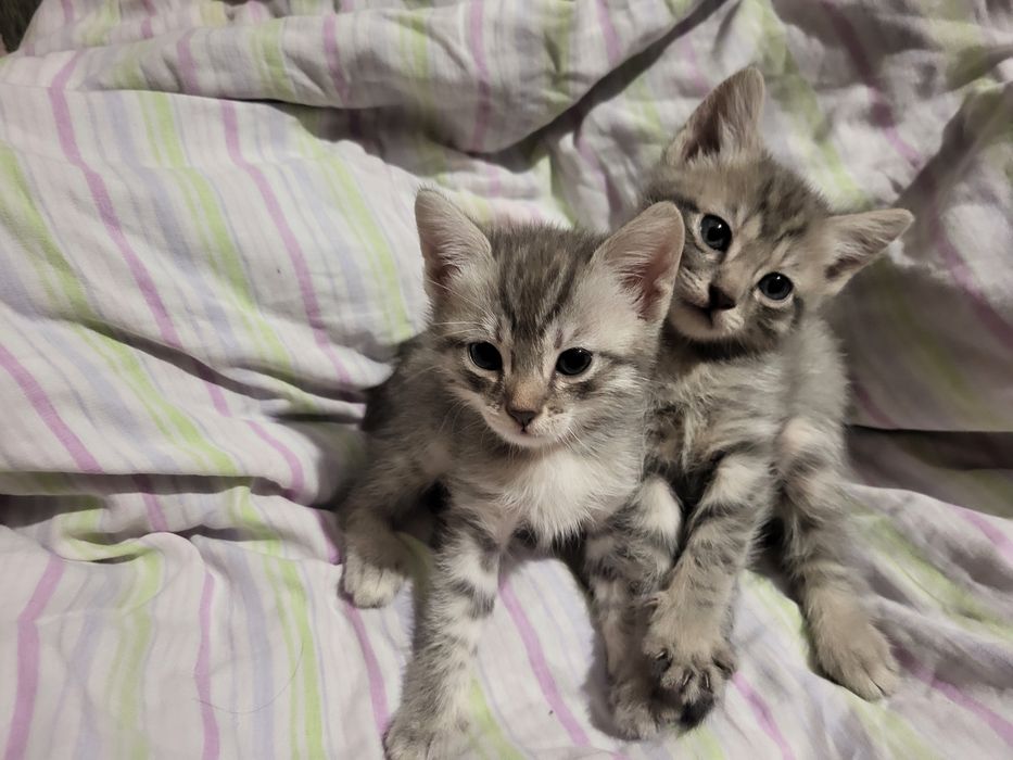 Отдам котят девочек