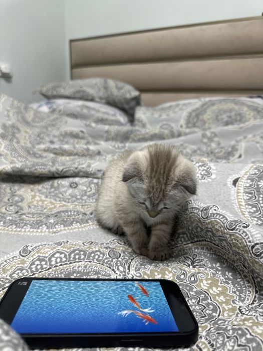 Продается Scottish fold