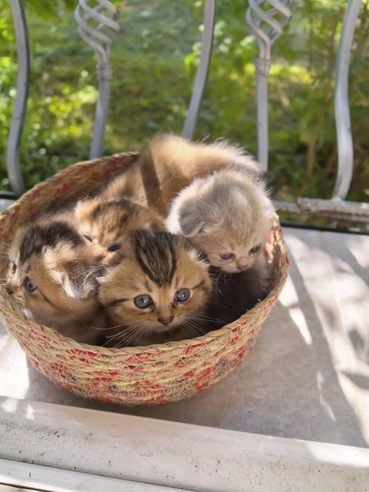 Шотландска клепоуха