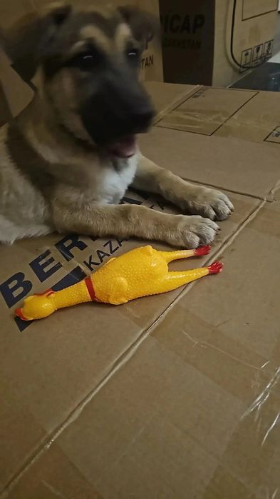 Потерялась собака девочка