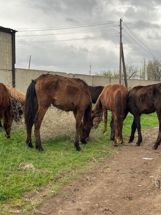 Ірі тайлар сатылады