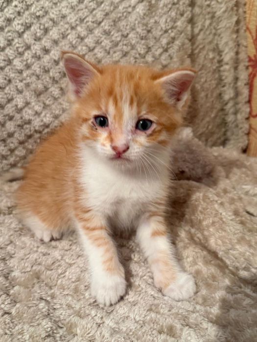 Котята девочки бесплатно