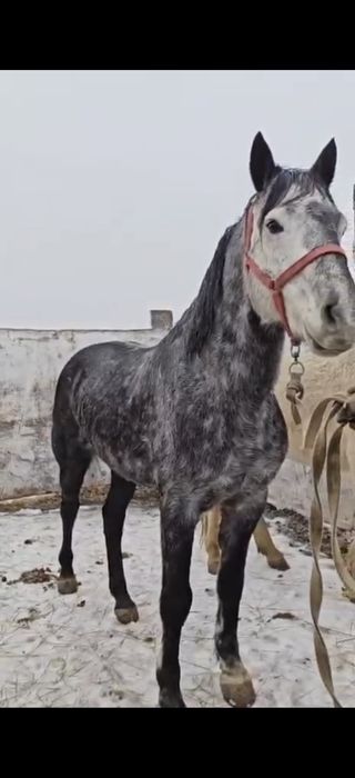 Продаю коня, возраст 6 лет