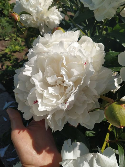 Продам корни пиона на посадку