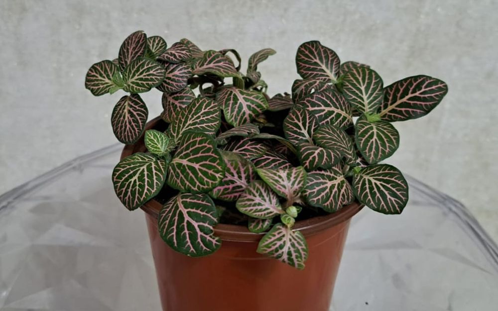 Фиттония  Фиттония