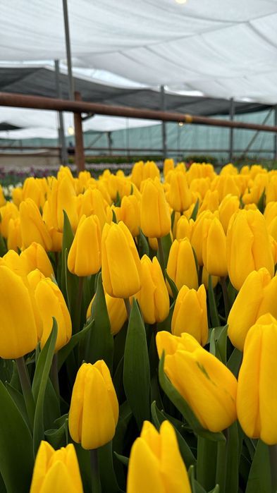 Тюльпаны оптом и в розницу