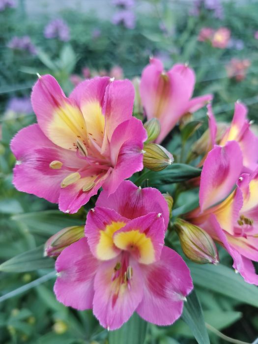 Альстромерия саженцы