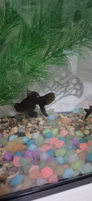 Balqi teleskop sotiladi