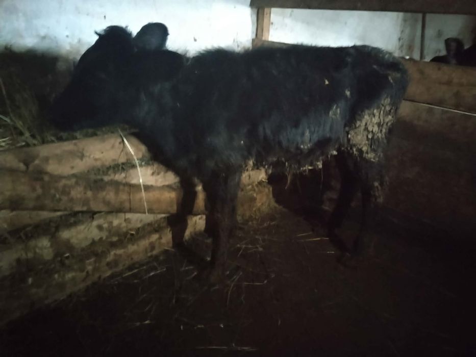 Vând 3 vitele înțărcate