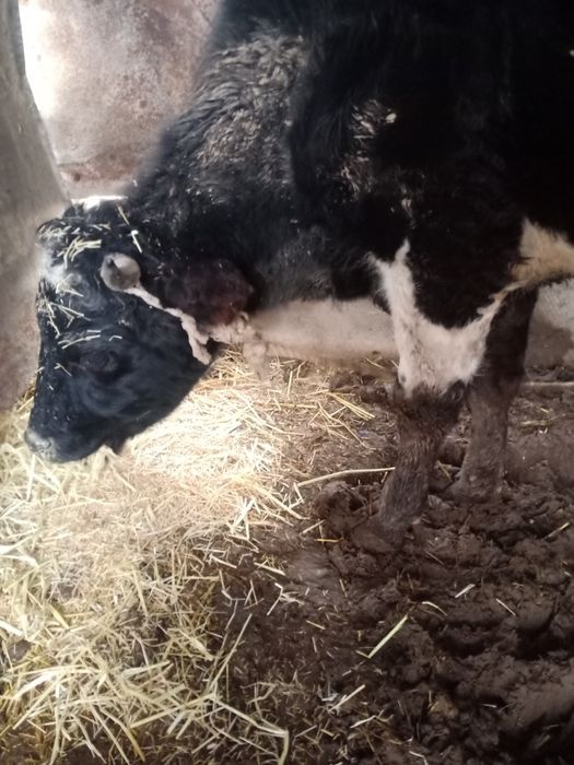 Продается две коровы