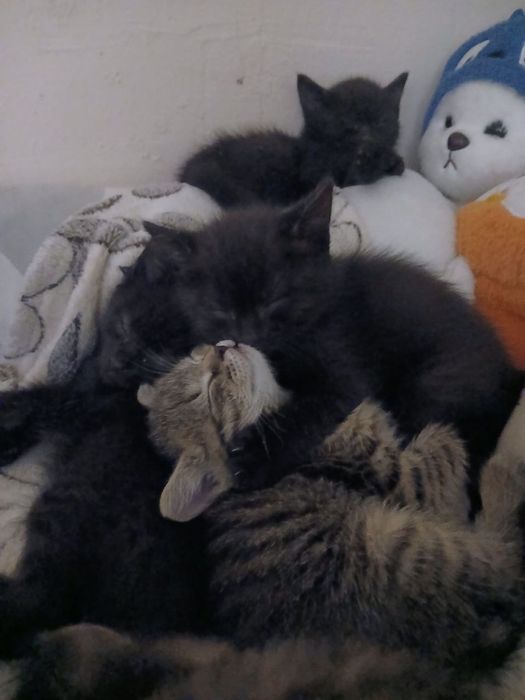 Отдам котят в добрые руки