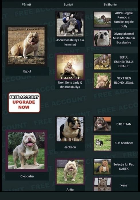 Mascul American Bully cu pedigree ABKC