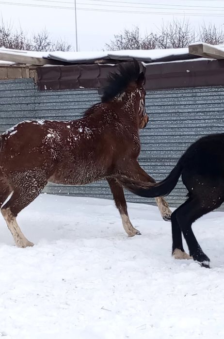 Продам жирную бие с откорма.