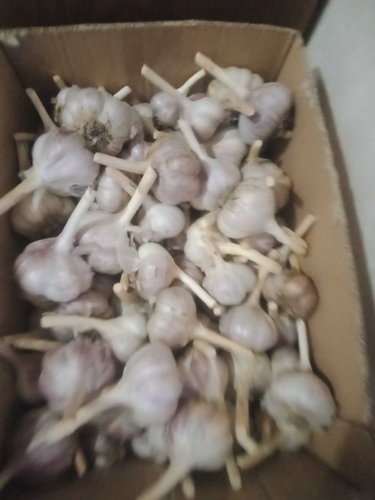 Продам чеснок озимый дачный