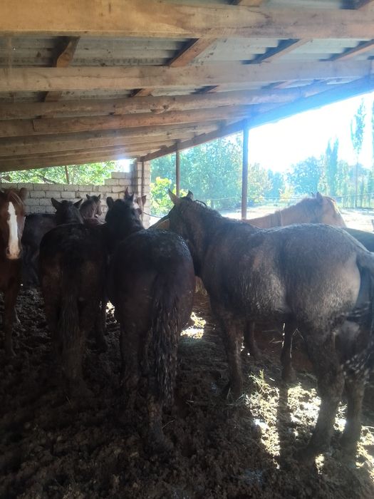 Жіліктеп алысаңыздар болады нақты ақшаға