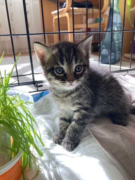 Котики в добрые руки