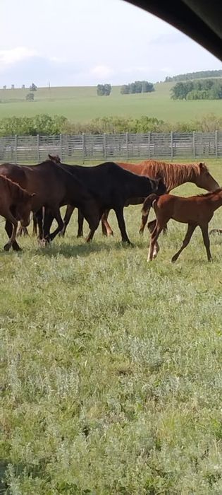 Продам лошадей .Кобылы