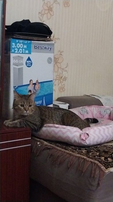 Отдами котика в добрые руки