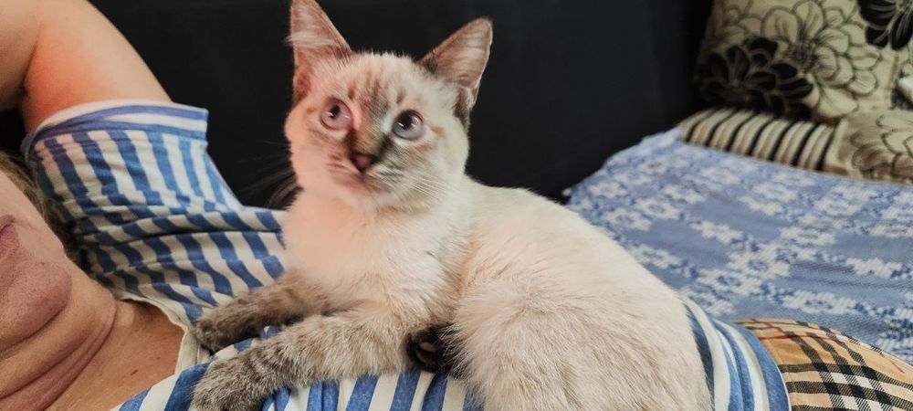 Котята сиамские, домашние