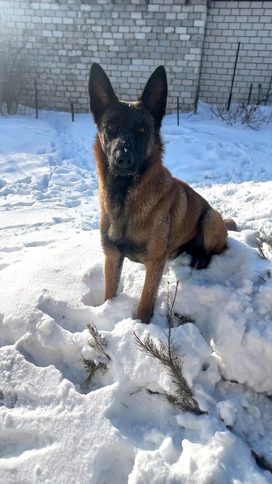 Малинуа кобель для вязки