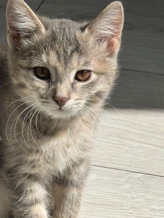 Котята отдам бесплатно