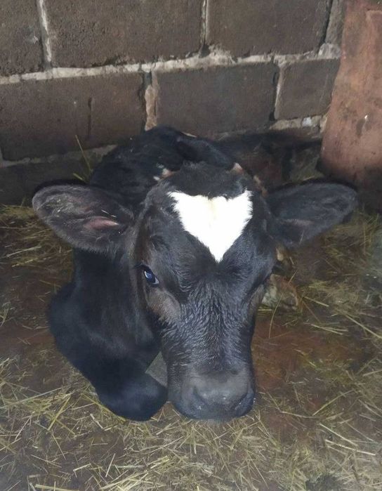 бұзауымен сүтті сиыр