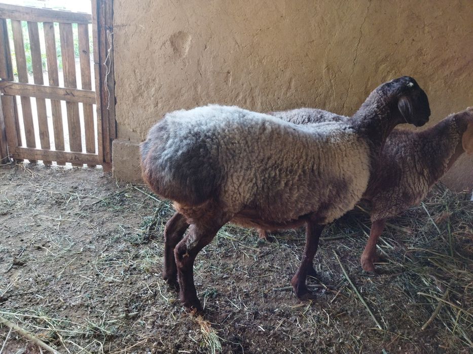 Семіз қойлар сатылады