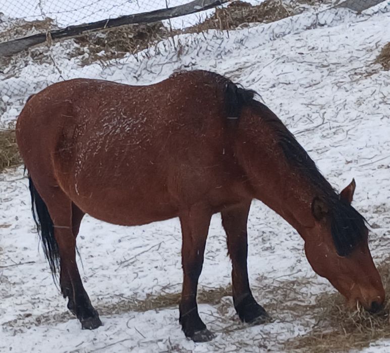 Малданганга жуас Буаз сутты бие сатылады багасы 800 мын