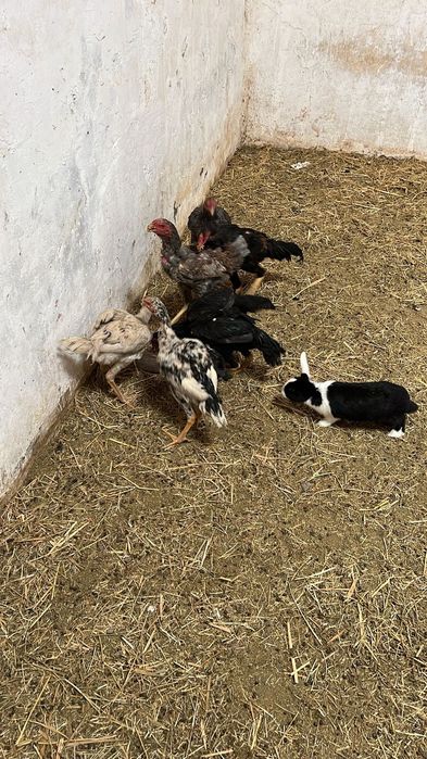 Продам даканы разные цены