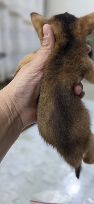 Продаётся Абессинский котята