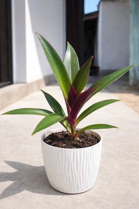 Комнатные  цветы