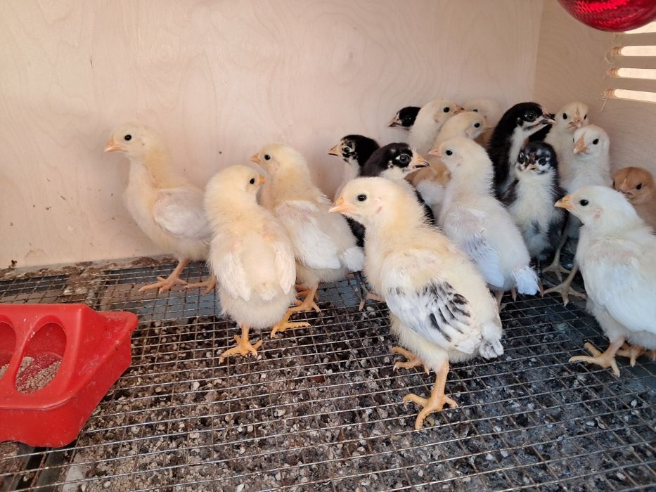 Цыплята продам цена договорнач