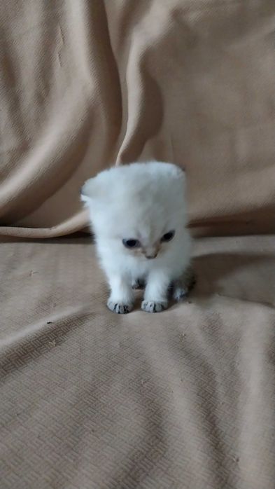 Очаровательные шотландские котята в добрые руки!