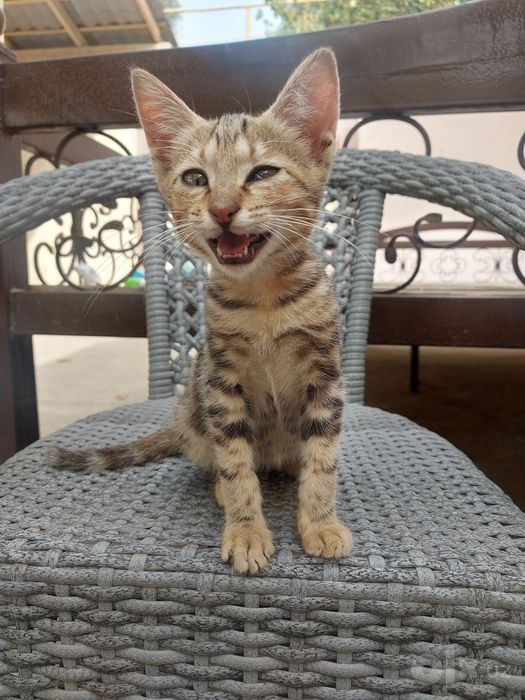 Отдам котенка в добрые руки