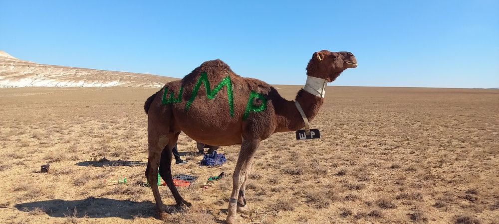Аруана сатылады тайлағы еркек