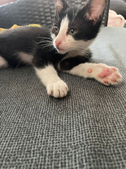 Pisicuta spre adoptie