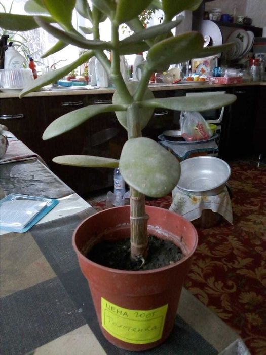 Цветы разные комнатные