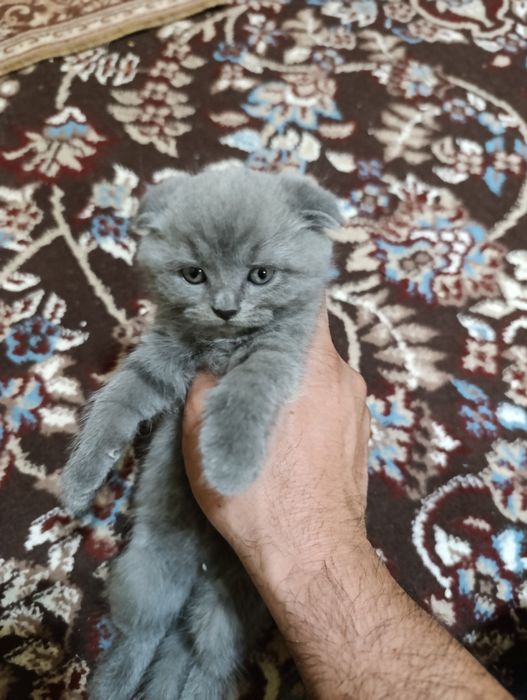 Mushukchalar sotiladi