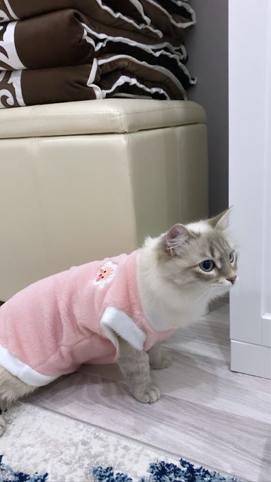 Отдом кошку в добрые руки