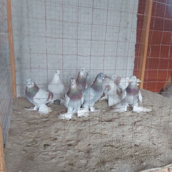 Рантовые лет игра разные оптом