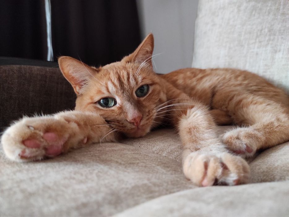 Передержка домашних животных