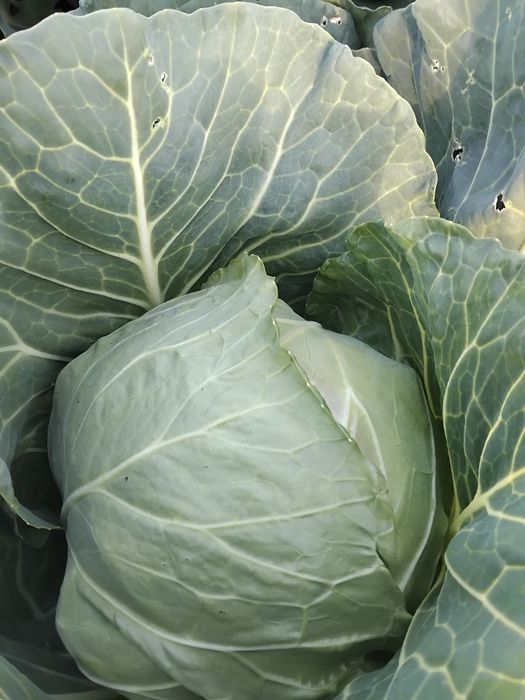 Varza din camp la vanzare