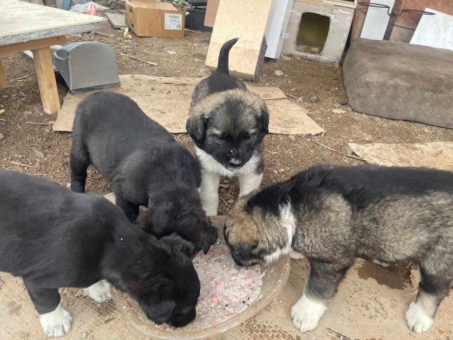 Щенки в добрые руки