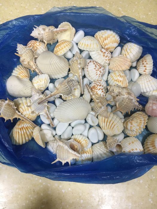 Продаются ракушки интерьра и аквариума