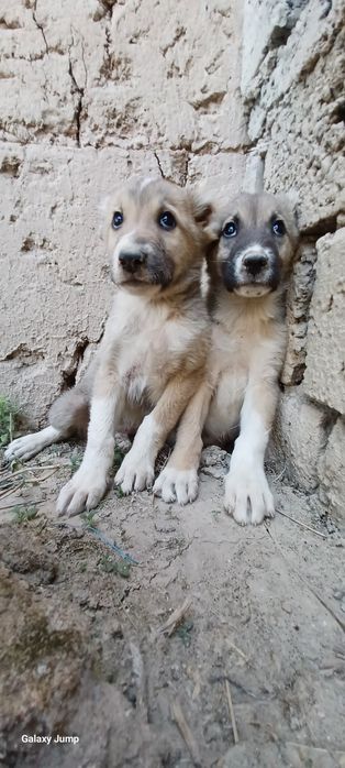 Собака 1мес 7 кг