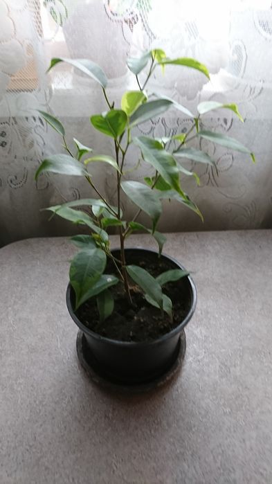 Фикус Бенджамина