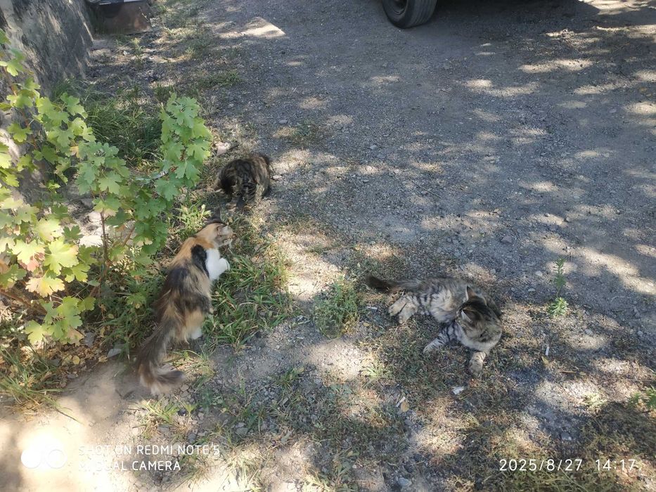 Отдам бесплатно котят