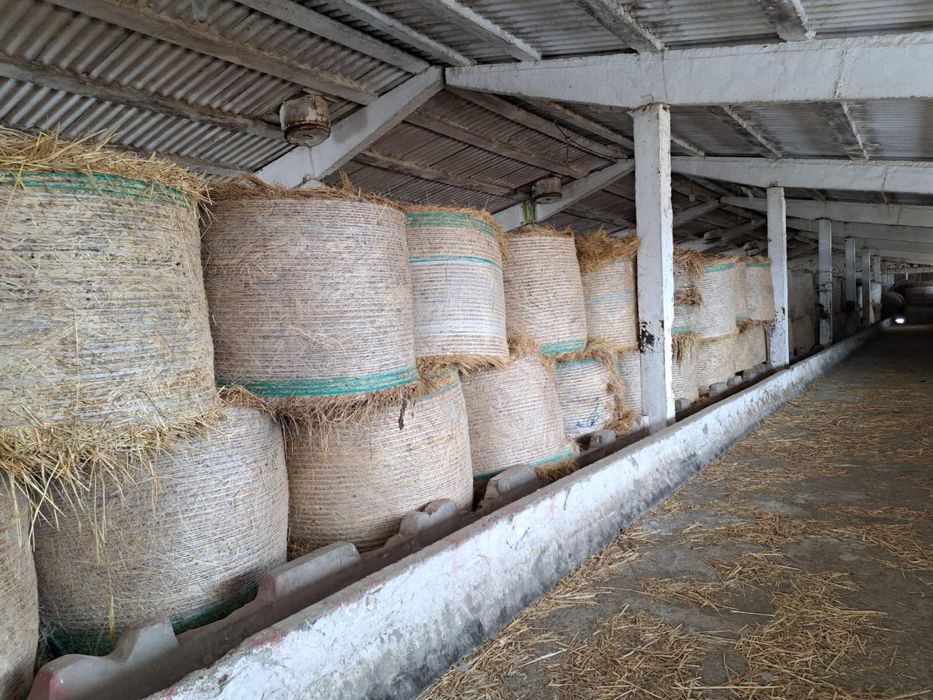 Vand baloti de fan de calitate