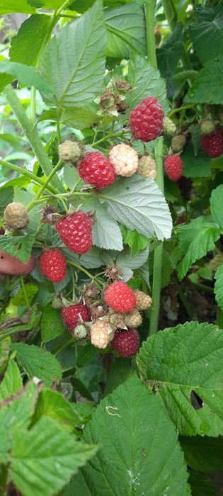 Продам дачу с/т Локомотив.