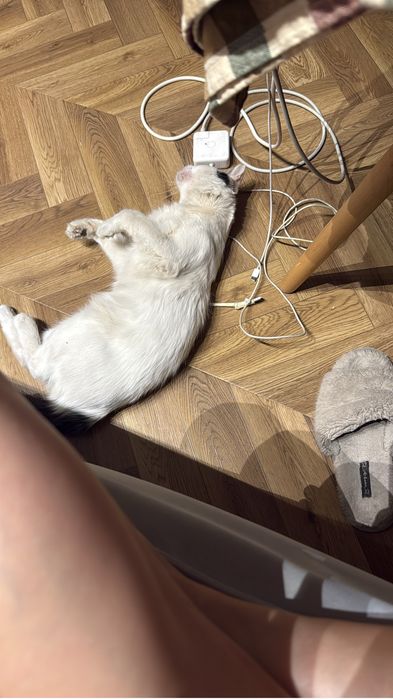 Отдам кота в добрые руки